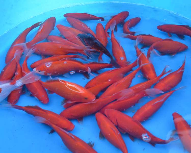 5-6" (12-15cm) Red Goldfish